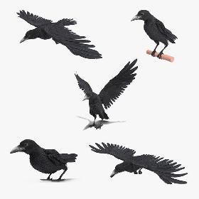 Raven Animated Collection 3D model